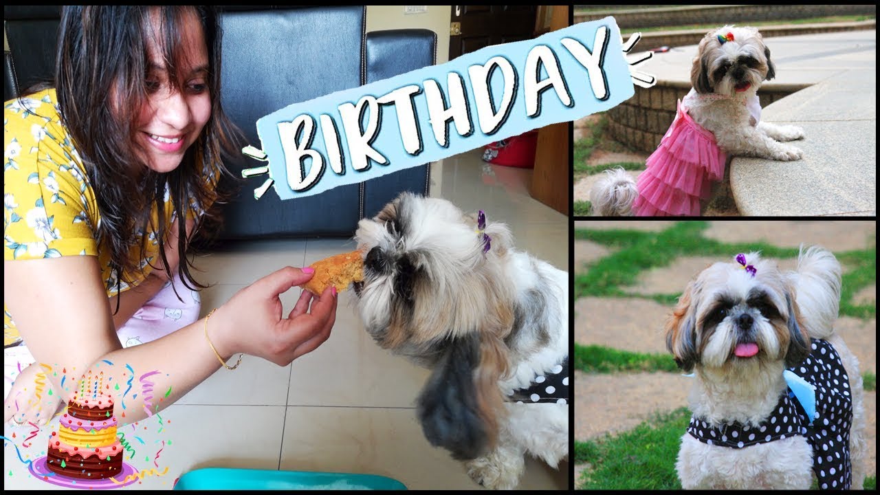 Flurry's Birthday Celebration Vlog 🎂 🎉 | Shih Tzu's BIRTHDAY | Dog Friendly Birthday Cake Recipe
