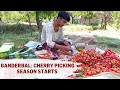 Ganderbal: Cherry Picking Season Starts