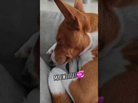 #basenji #pets #doglife #doglover