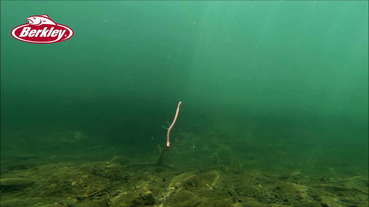 水中動画 スリムクローラー 3 8インチ Berkley Youtube
