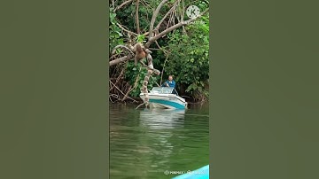 😱👉 Python in dense forest #monkey #python #snake #boat #people #viralvideo#trending #animals #nature