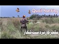 Quail hunting  jahangir malik and mansoor kiani   jahangir hunting club