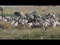 Cape Vultures feeding on 3 bulls at Oribi Vulture Viewing Hide 12th April 2019