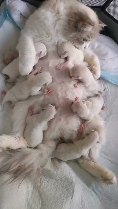 Mother cat Feeding her cutest tribe kittens