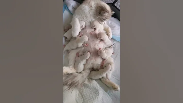 Mother cat Feeding her cutest tribe kittens - DayDayNews
