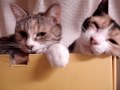動画なんだから、動きなよ。