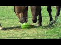 Horses Eating Watermelon On Hot Texas Day