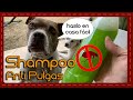 Tip: Cómo hacer un shampoo anti pulgas y garrapatas para perros y gatos