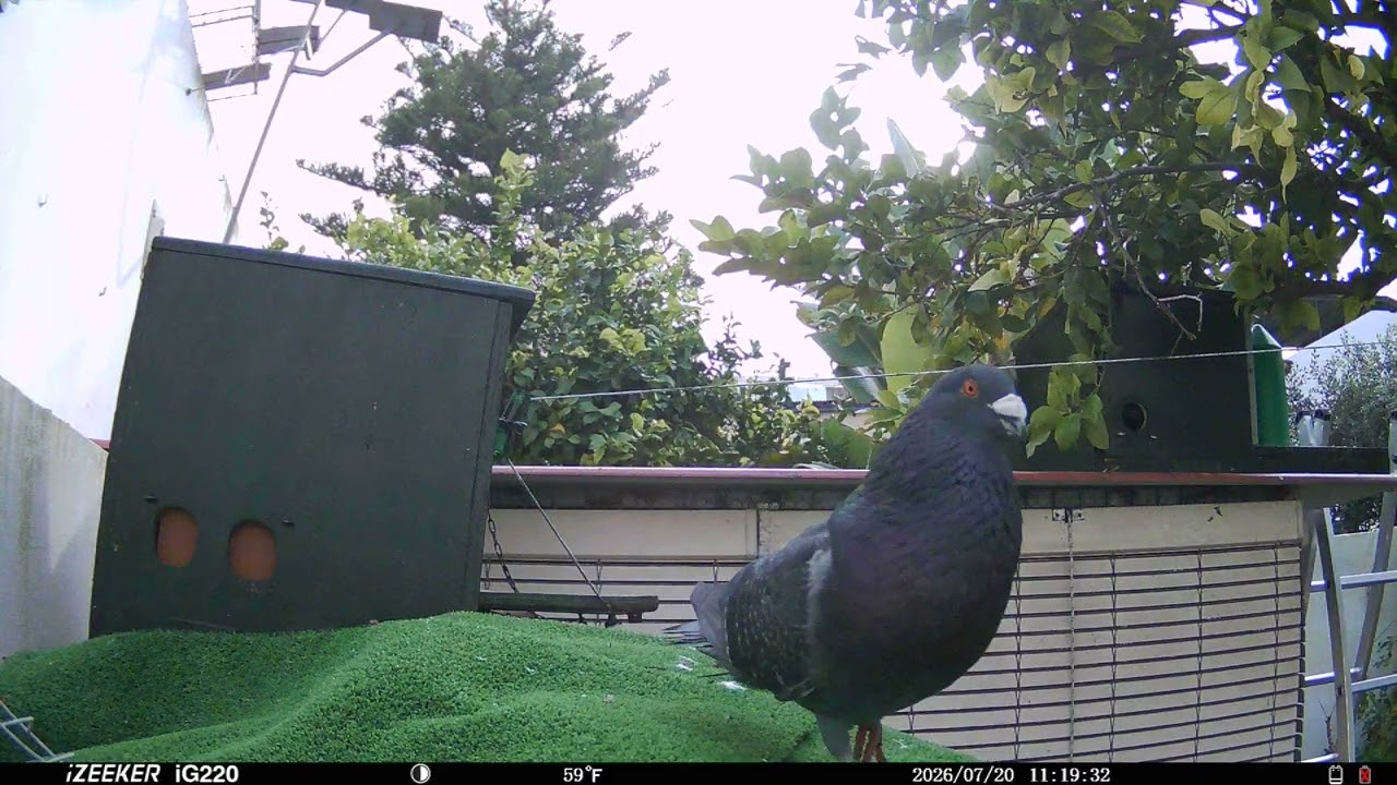 JINESSE MORONCELO TRABAJA UNA PALOMITA