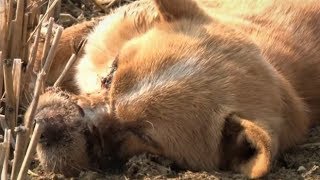 После воспитательных мер, собака с заклеенной мордочкой лежала без сознания на открытом поле После воспитательных мер, собака с заклеенной мордочкой лежала без сознания на открытом поле