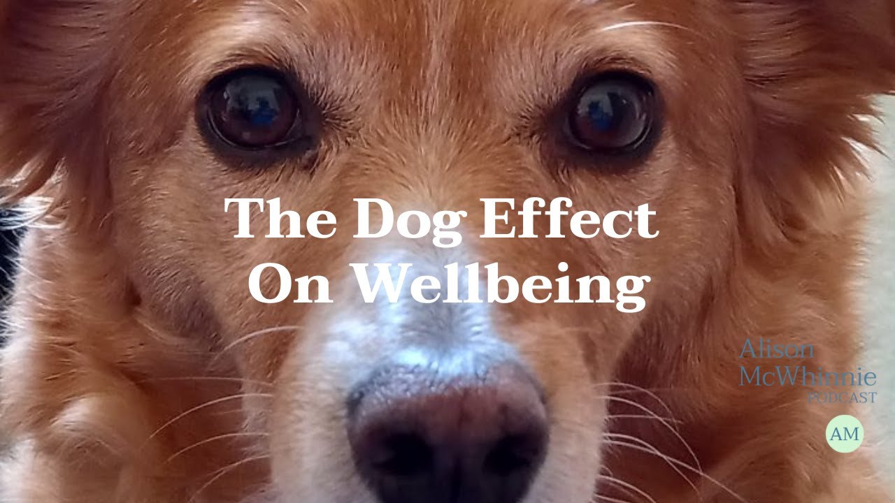 Humans Dogs Effect The Dog Effect on Wellbeing - YouTube