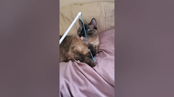 Video 6298691: siamese mix, blue eyed siamese, siamese cross