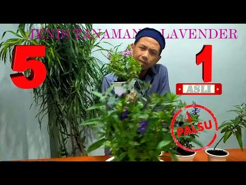Video: Apakah lavender tumbuh?