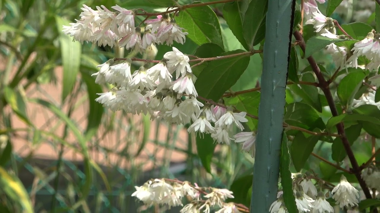 Deutzia Scabra