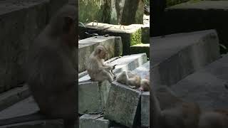 Viral Monkey Video Ep55