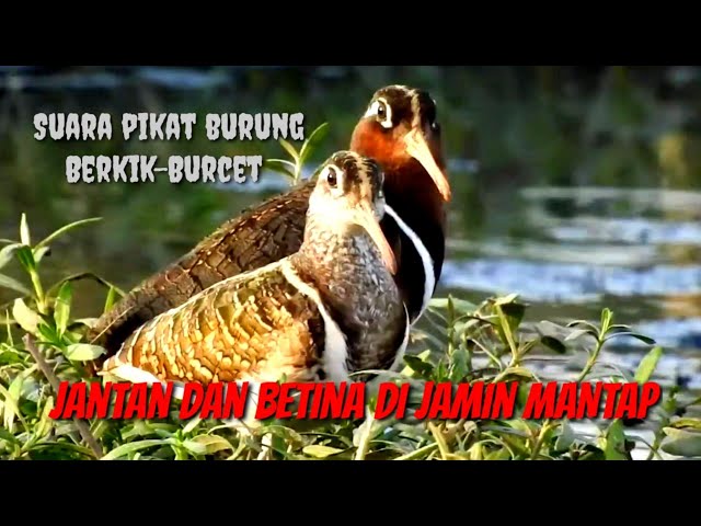 🔴 Suara MANTAP pikat burung Berkik-Burcet jantan dan betina di jamin jernih #suarapikatrobiplur class=