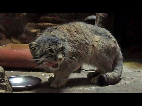 ドローボール ひたむきに鶏肉を食べるマヌルネコ「ナイマ 」(上野動物園)Pallas's Cat have a meal