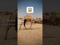 Kamel Geel Dhaanto Dhelaayo 亞 Somalia Wedding Heescusub 2025 Dance Dayax Kabay Suprise Kamel Geel Dhaanto Dhelaayo 亞 Somalia Wedding Heescusub 2025 Dance Dayax Kabay Suprise