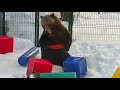 Игры после спячки. Медведь Мансур 🐻💖