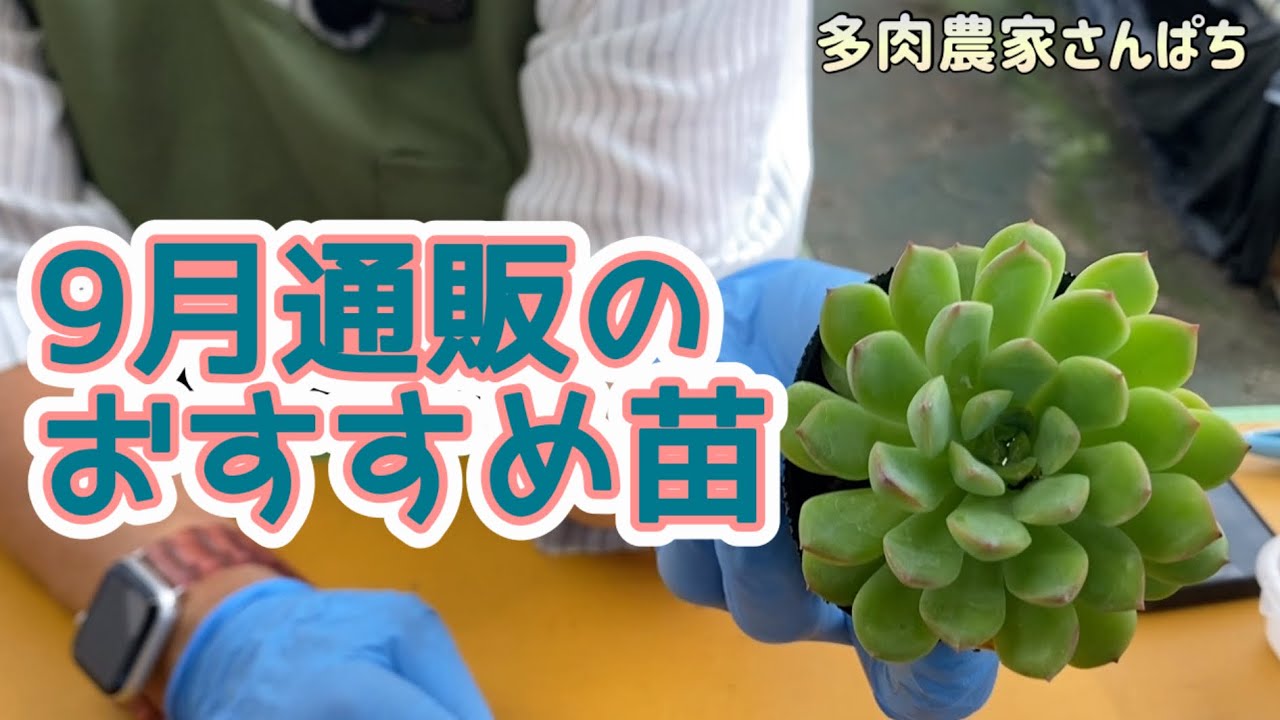 Succulents] [September Online Store Recommendations] - YouTube
