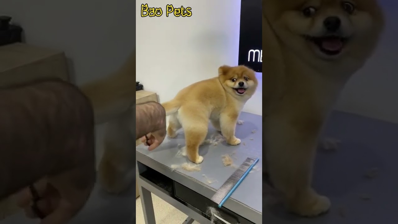 Pet Stylist ペットスタイリスト Cute Dogs Lovely Dogs かわいい犬 おもしろい犬 Shorts45 動物 犬 猫 他色々 まとめ動画