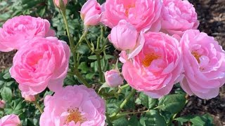 How to feed roses organically, make your own fertilizer