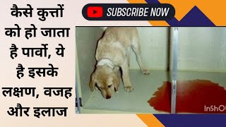 पर्वो वायरस का इलाज 100% संभव | Parvo Virus Prevention Tips | Dogs | Puppy