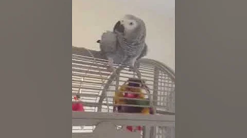 My bird tour
