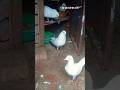 Hai falyer pigeon 🕊️🥰 Masallah @ uk birds 677 #shortvideo 🕊️🥰😍