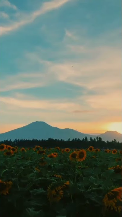 Story WhatsApp | Kabejan