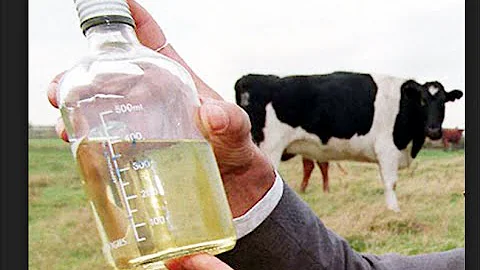 Cow Urine Therapy or Gomutra: Healthy or Dangerous?