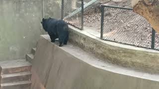 Bear walking on the edge of the wall || Bear walking reference || Quadruped walking ref animation