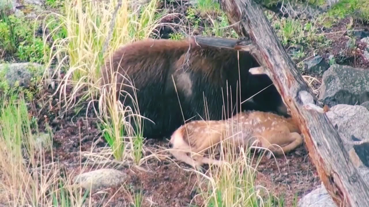 Grizzly bear eats baby deer alive YouTube