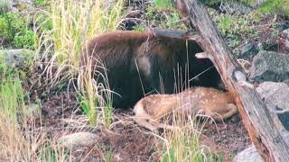 Famous Grizzly bear eats baby deer alive Net Worth