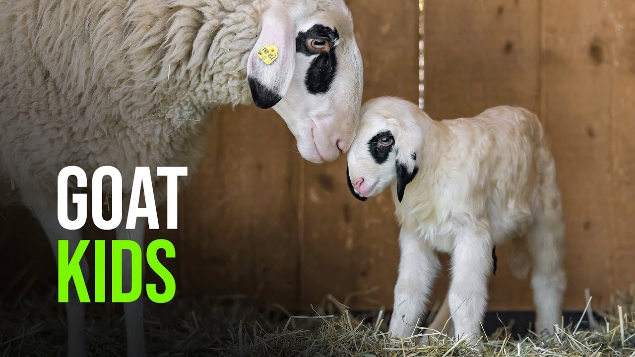 Spring Has Sprung At Zoo Vienna