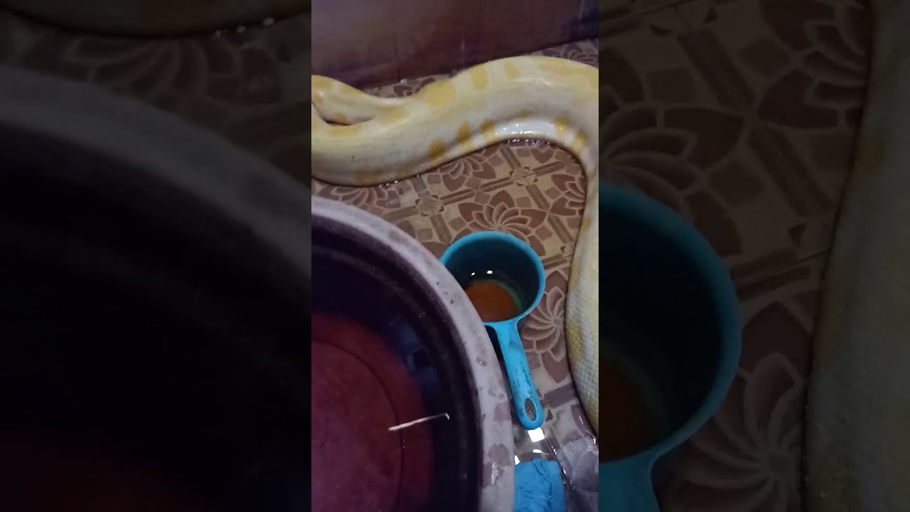 Ular Sanca Albino ku Sakit ( Bag. 8 ) - YouTube