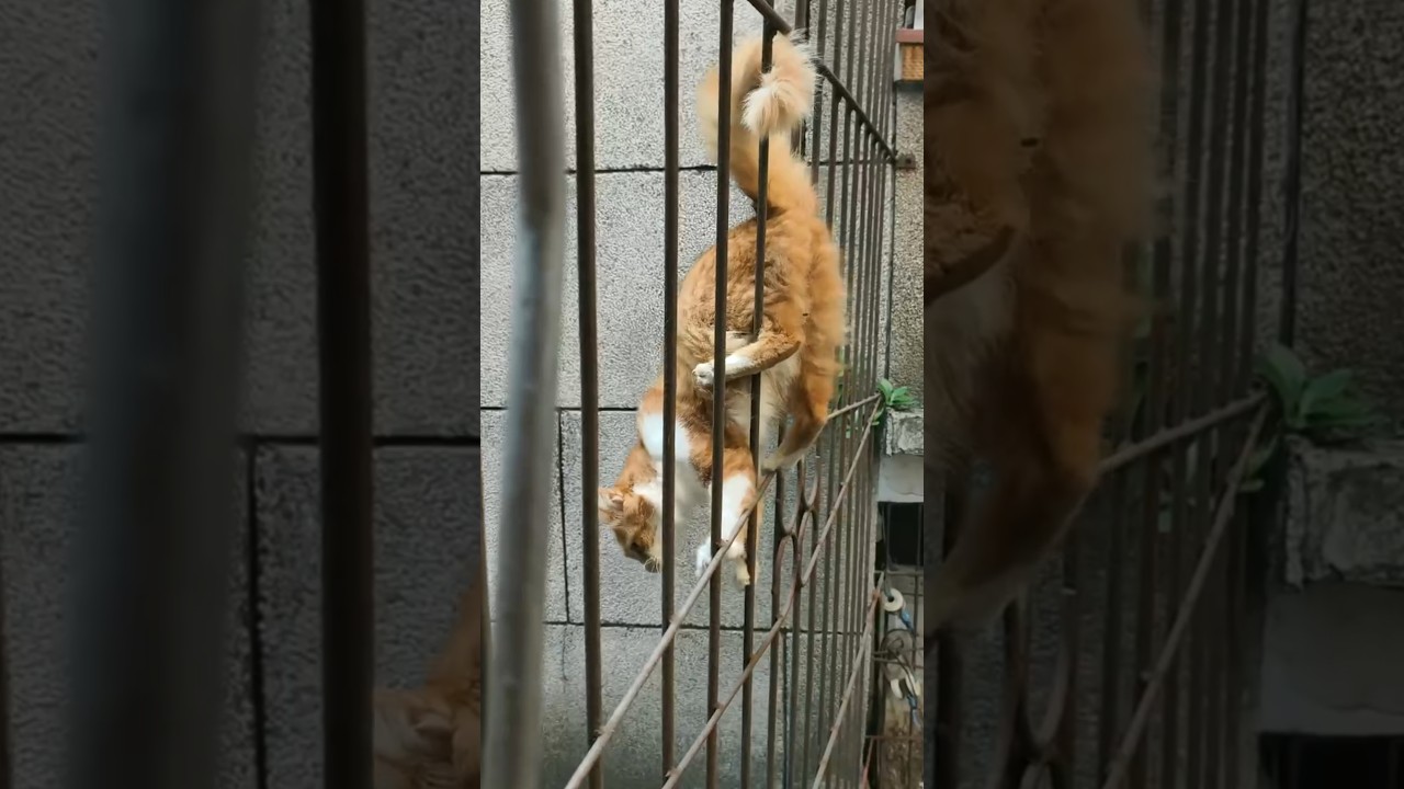 Cat Weaves Through Fence Bars and Narrowly Avoids Falling