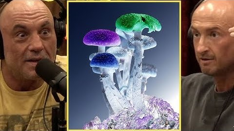 Joe Rogan & Andrew Gallimore: How Psychedelics Rewire the Human Brain