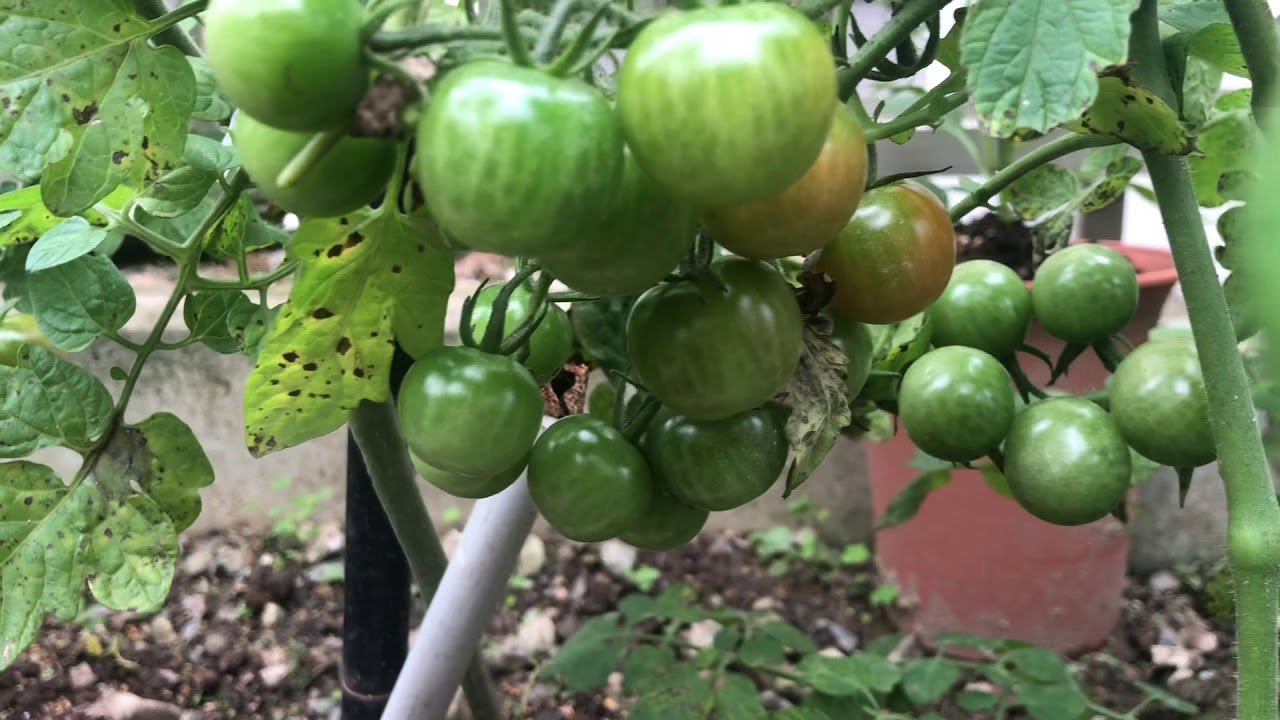 HARVEST TIME AGAINCherry Tomatoes.. YouTube