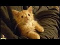 【切ない】「この子はちょっと・・・。」誰にも愛されなかった子猫。その悲しい運命に打ち勝てるのか!?【応援したい話】