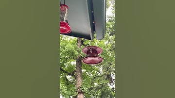 Slow motion video of a hummingbird visiting the bird feeder in Cranberry Lake!