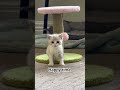 we can make them happy #cats #toebeans #cuteanimals #cute #kitten #babyanimals #pets