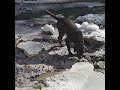 Happy Positive Labrador Puppy Dog Playing in Winter River Canned Heat Going Up The Country
