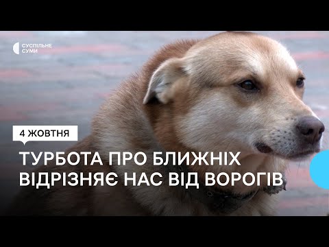 Суспільне Суми: «Турбота про ближніх відрізняє нас від ворогів». Історії тварин, за якими доглядають добровольці Суспільне Суми: «Турбота про ближніх відрізняє нас від ворогів». Історії тварин, за якими доглядають добровольці