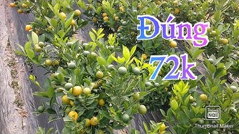 Quất tết 2021 - 2022 quất bát, quất thần Tài, quất thế, quất chum