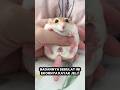 TIKUS UNIK BERBENTUK BULAT DENGAN EKOR SEPERTI PERMEN JELI #shorts #short #shortsviral