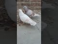 Viral pigeon kabutarkabutar lucknow kabootar pigeonlove pigeonlover whitepigeon pigeonwings