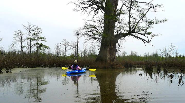 Cache River State Natural Area