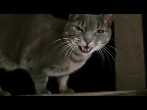 My cat sings Space Cats - Magic Fly