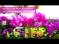 Selangor Family Trip 2022  - World of Phalaenopsis, Ulu Yam 蝴蝶兰花园, 乌鲁音